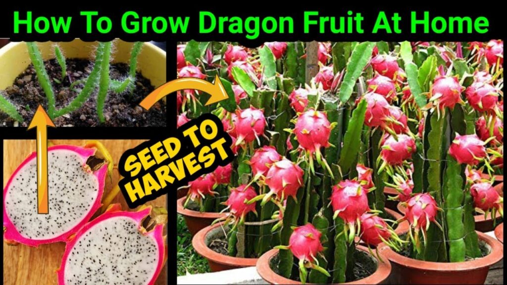 dragon fruit at home
