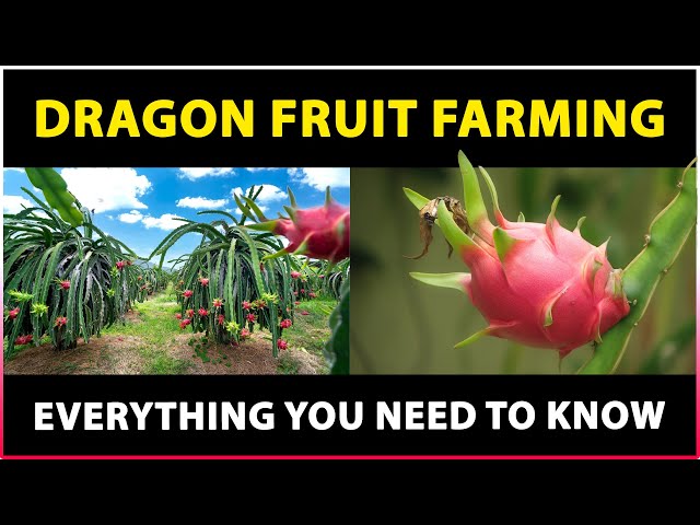 dragonfruit growing tip
