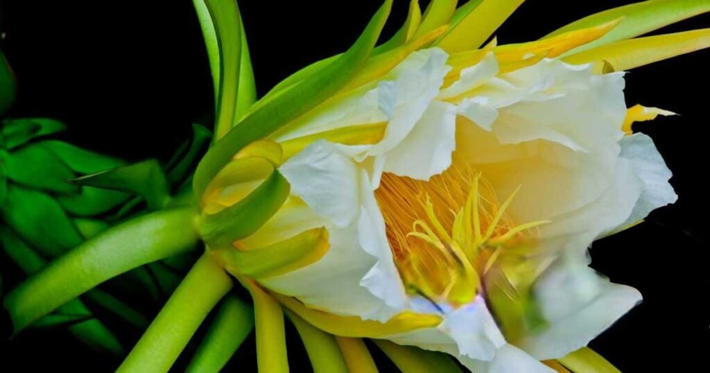 dragon fruit flower use
