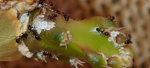 Scale Insects