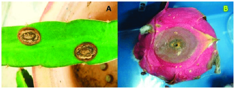 dragon fruit plant diseases