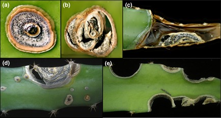 Bacterial Canker: Xanthomonas