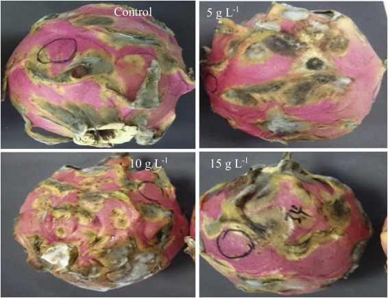 Control Measures: Orchestrating Anthracnose Defences