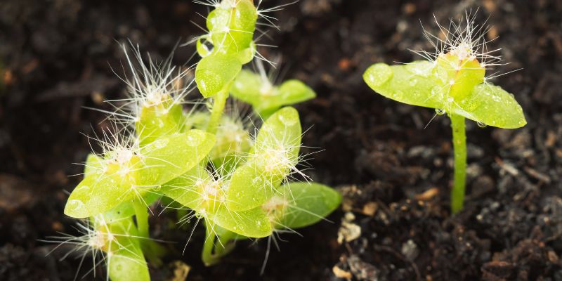 dragon fruit plant stages
