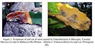 Soft Rot of Bacteria: Erwinia 