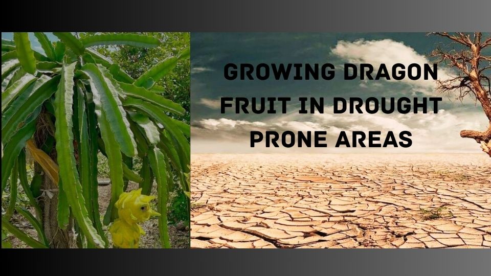 drought-prone areas
