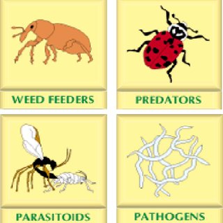 predatory insects
