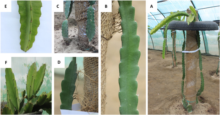 disease-resistant crops

