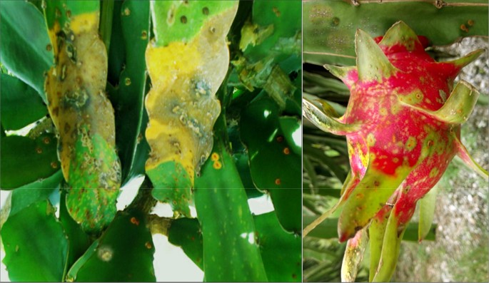 fungal spot in dragon fruit
