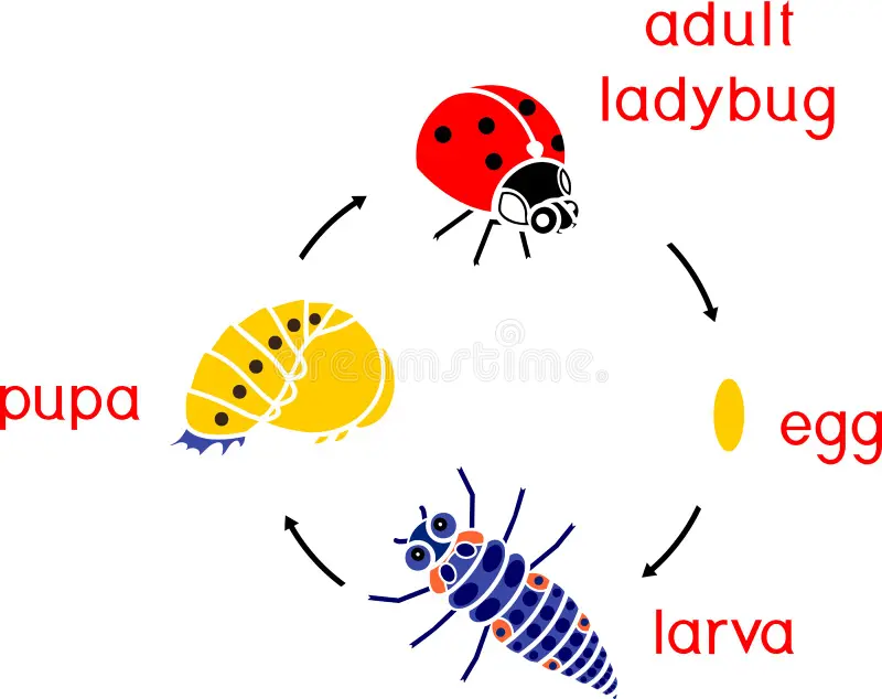 pest life cycle
