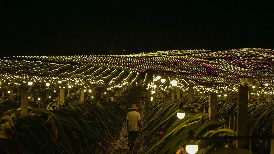 Light in Dragon Fruit Farming