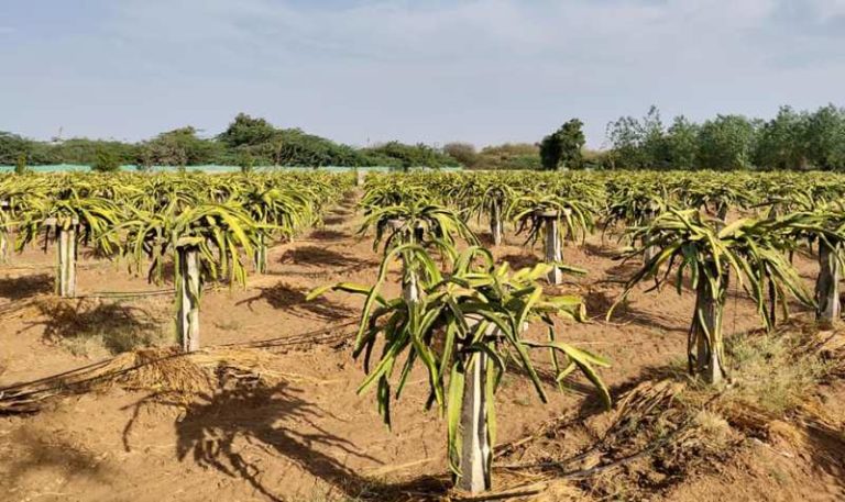 Dragon Fruit Farming is More Profitable