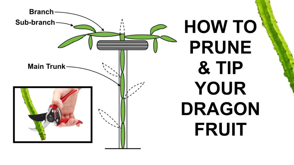 surgical pruning
